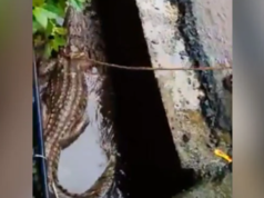 “महाराष्ट्रात रस्त्याच्या बाजूच्या ड्रेनमधून ८ फूट लांब मगर बाहेर आली”